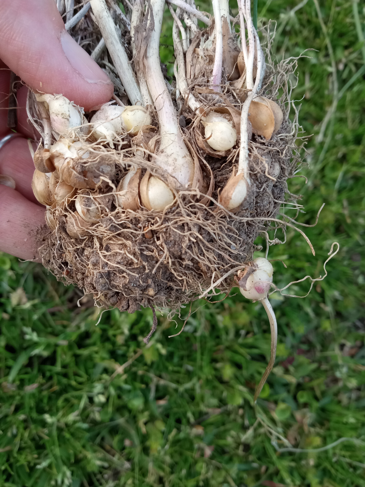 25 Wild Garlic (Allium vineale) Bulbs/Bulbils- Fresh, Clean, & Ready To Plant