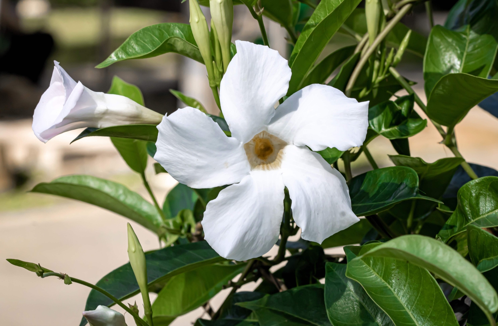 5 CHILEAN JASMINE / MANDEVILLA Laxa White Fragrant Flower Vine Seeds