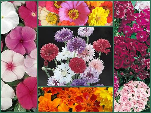 Farm Mix Favorites Special, 5 Full Size Packs, Heirloom Flower Seeds, Colorful!