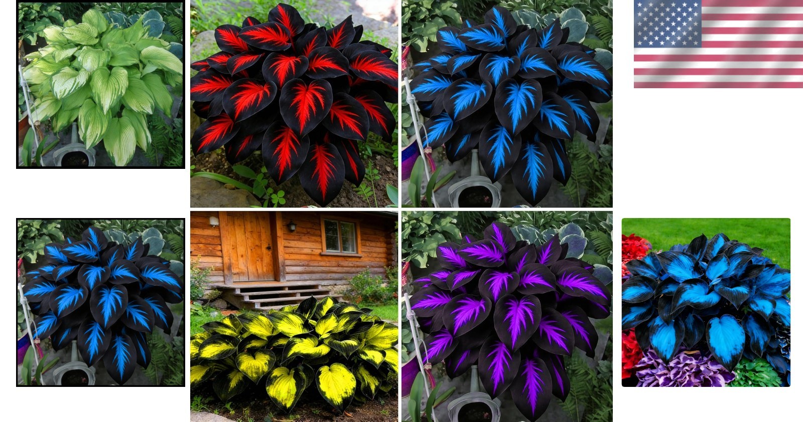 Rare Mixed Hosta Seeds – 280+pcs Low Maintenance Perennials for -Round Bloom