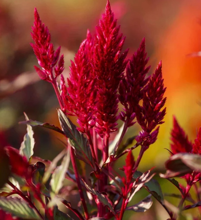 200+ Celosia Forest Fire Seeds **Fresh Seeds** ~~Free Shipping~~