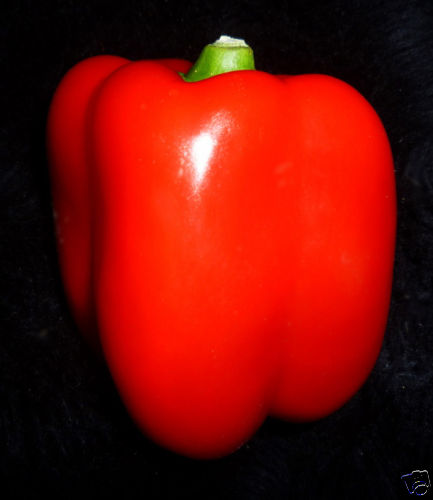 50+ GIANT DEEP RED SWEET BELL PEPPER SEEDS 4″ WIDE ORGANICALLY GROWN SOLID FLESH
