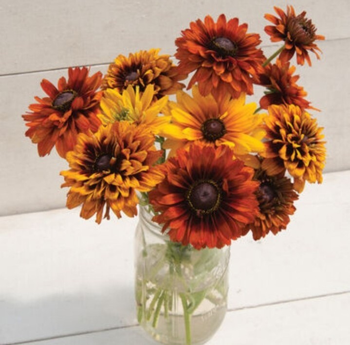 25 Rudbeckia Cherokee Sunset seeds