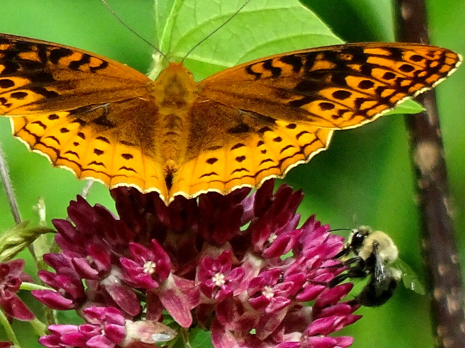 Purple Milkweed Aasclepias purpurascens Native Perennial 15 seeds 2023 Organic