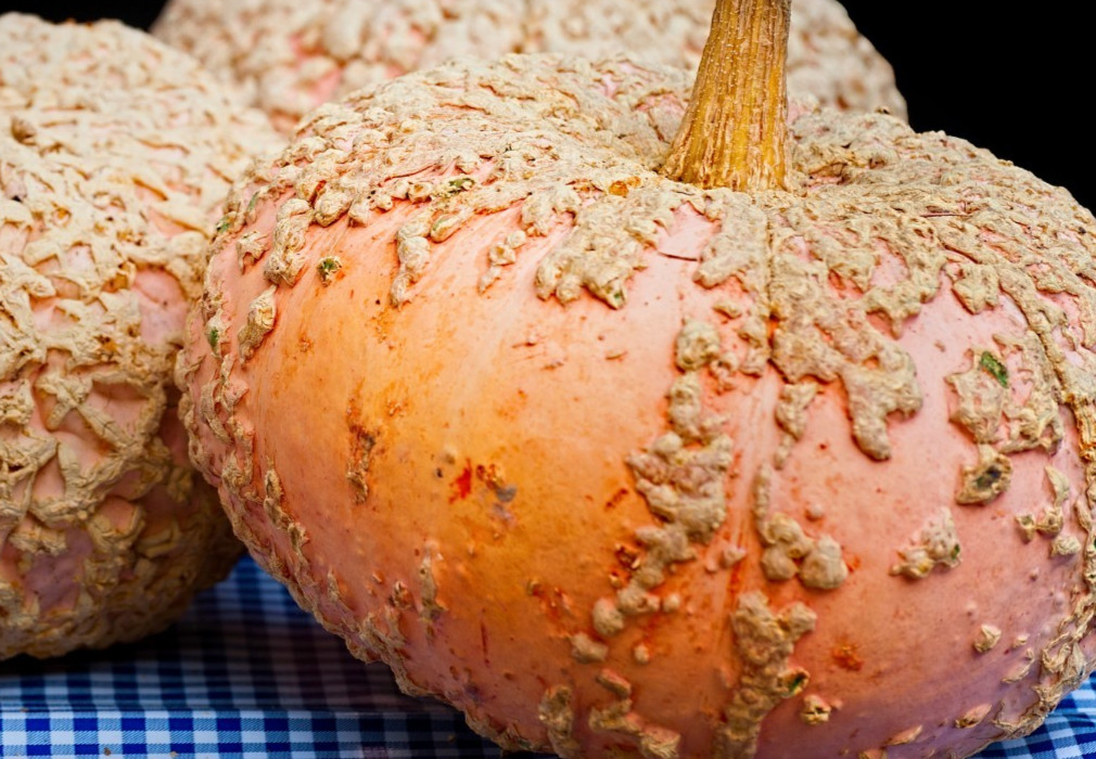 peanut pumpkin 15 seeds Galeux D’Eysines french winter squash