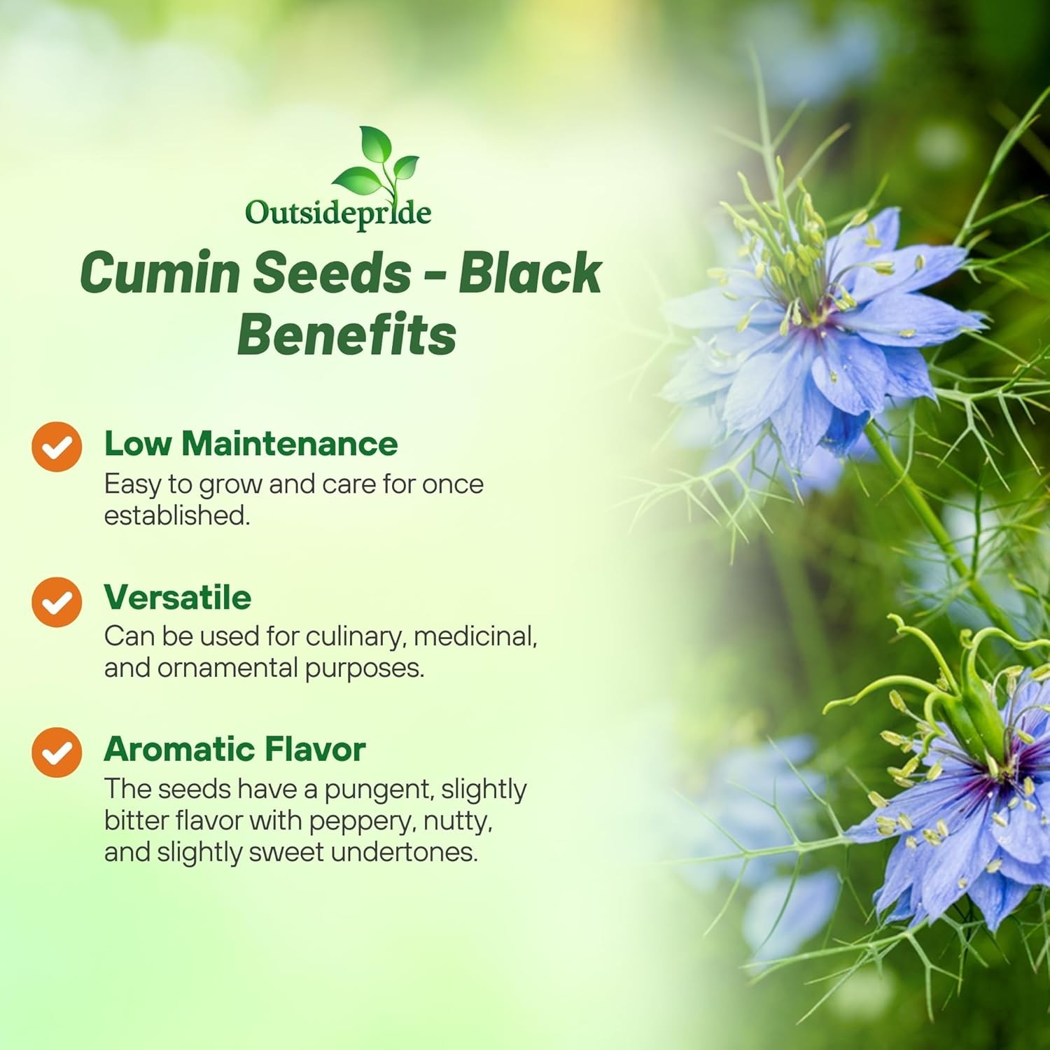 1000 Seeds Cumin Seeds – Black Cumin Herb Seed