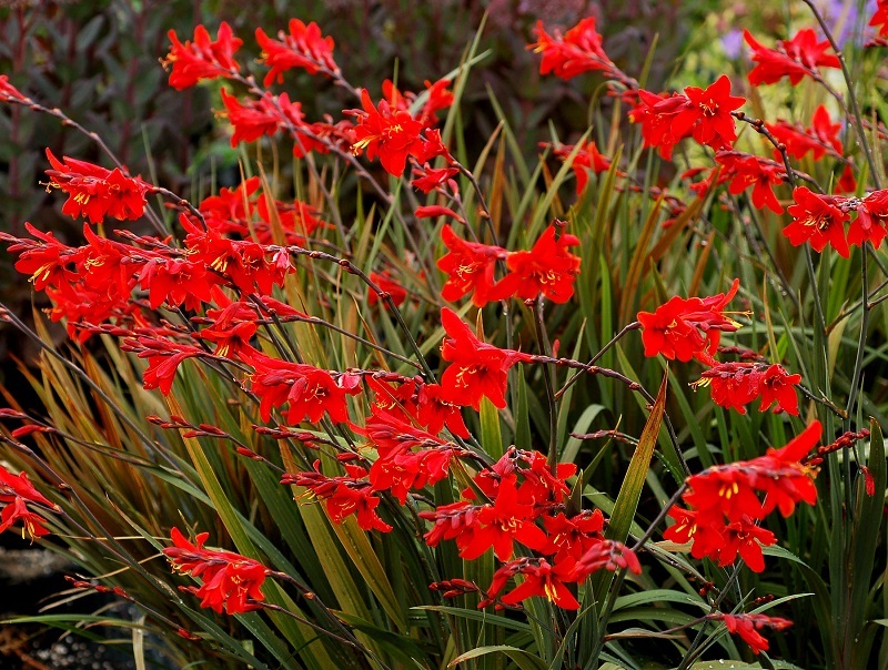 Crocosmia Seeds 25 Seeds Crocosmia Paniculata Hydrida “Perennial”