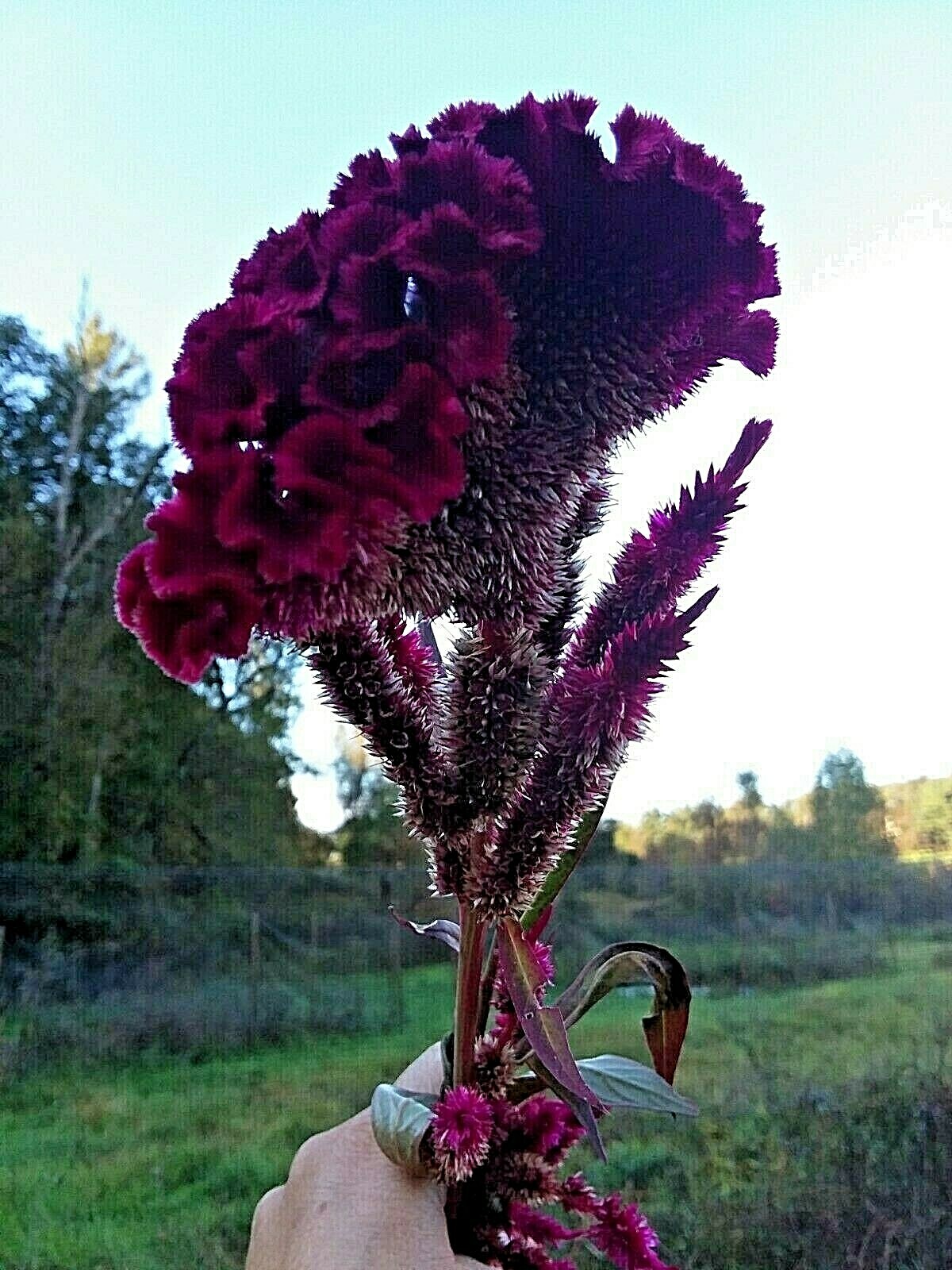 Dark Purple Brain Celosia – 50 Seeds – 3-4 ft tall – Comb. S/H