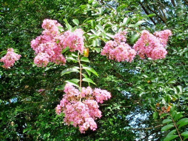 25 OSAGE CREPE MYRTLE SEEDS – Lagerstroemia india x fauriei ‘Osage’