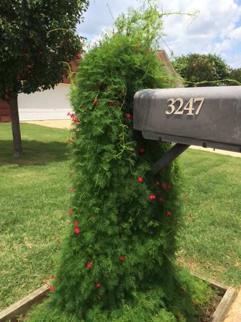 100 + Seeds Red Flowering Hummingbird Cypress Vine * USA Grown Ipomoea quamoclit