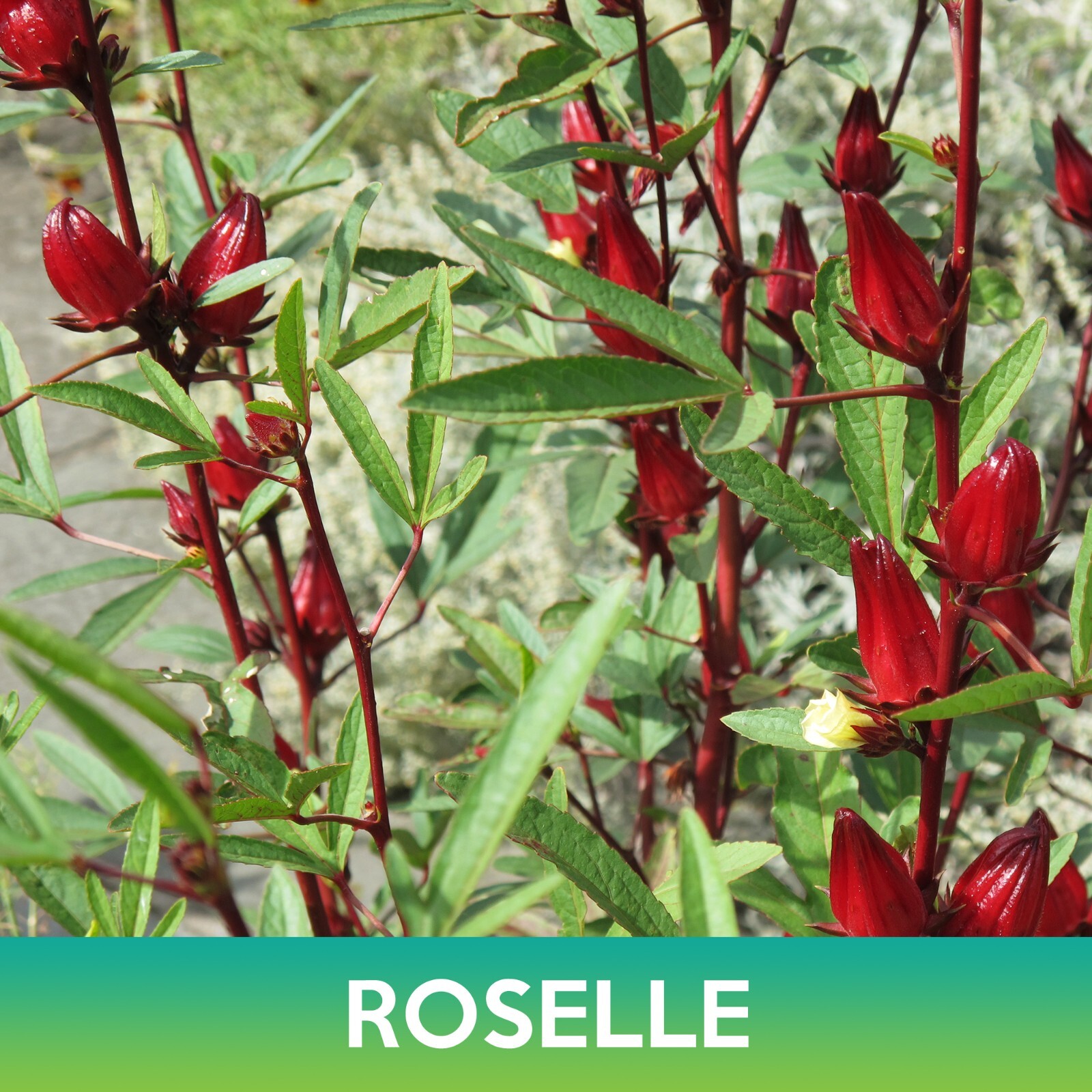 Roselle Seeds, Asian Sour Leaf, Hibiscus sabdariffa