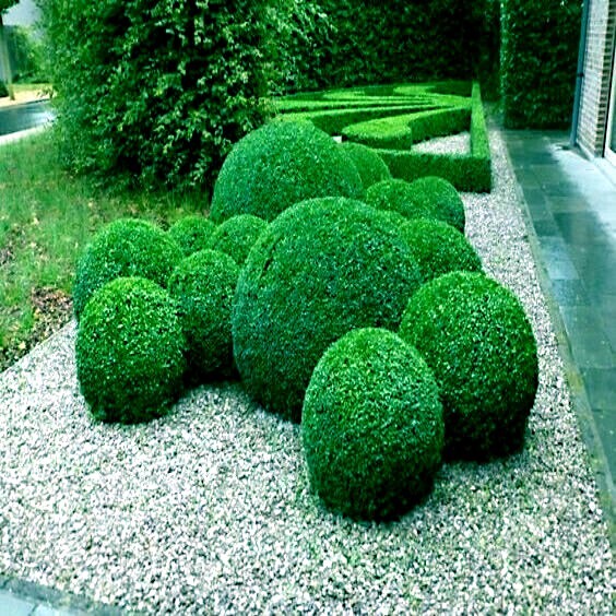 Common English Boxwood Tree Seeds (Buxus sempervirens) Hardy Landscaping Shrub