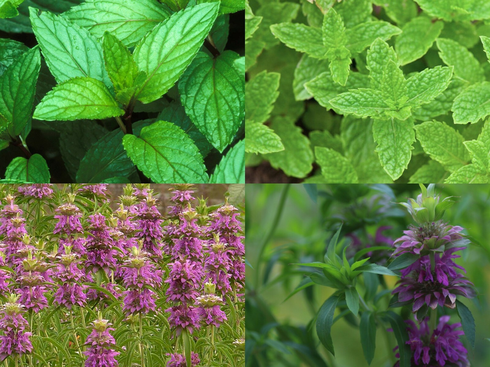 Mint Mix, Get 4 Packs, Peppermint, Spearmint, Lemon Mint, Lemon Balm, FREE SHIP