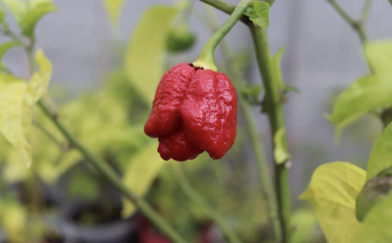 5 Pepper Plants Per Container!! Ready To Ship. All Types!! Epic, Popular, Rare!
