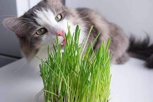 Cat Grass Seeds choose Rye, Oat or Blend seeds Quick Growth FAST Free Shipping