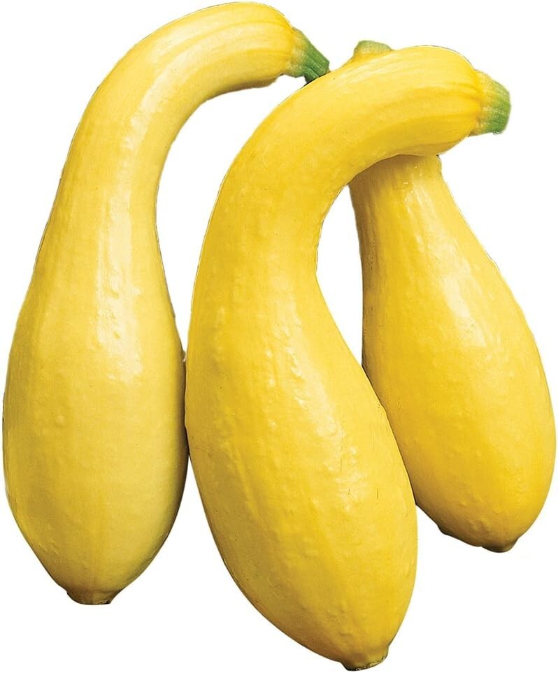 Early Summer Crookneck Squash 25 Seeds Yellow Vegetable