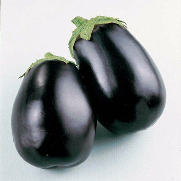 SCARBOROUGH SEEDS Black Beauty Eggplant Seeds – 200 SEEDS | NON-GMO | USA