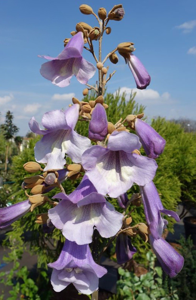 100+ Royal Empress Paulownia tomentosa Seeds – FASTEST GROWING TREE in the WORLD