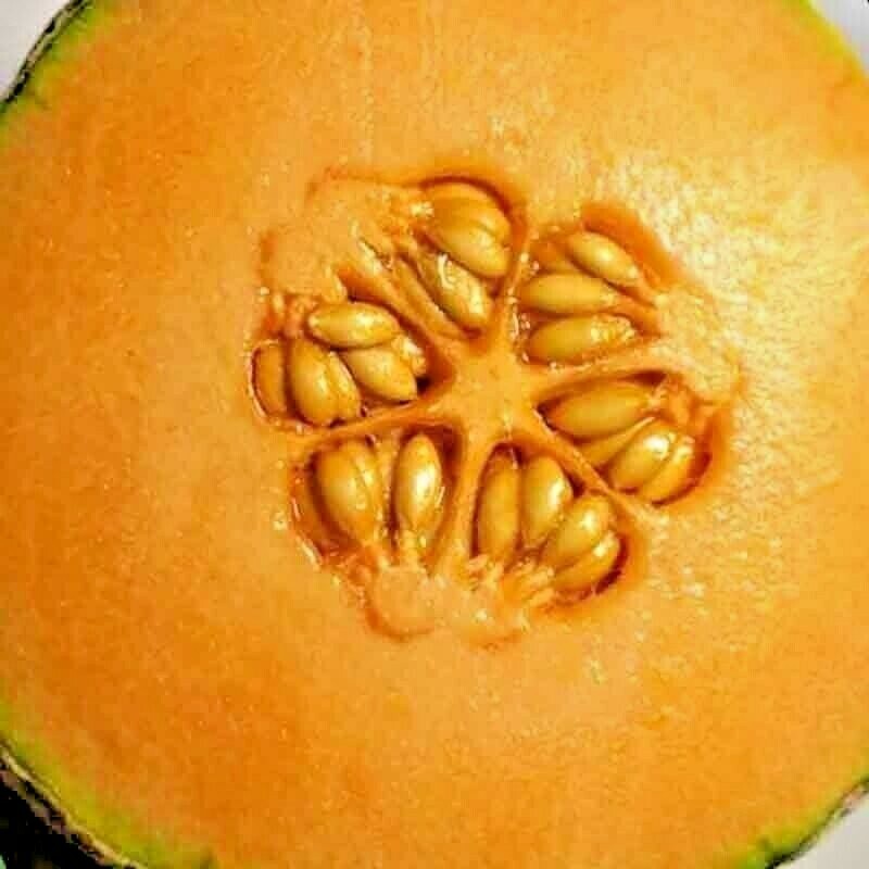 HONEY ROCK SPRING CANTALOUPE MELON HONEYROCK HEIRLOOM NON-GMO 20 SEEDS SWEET USA