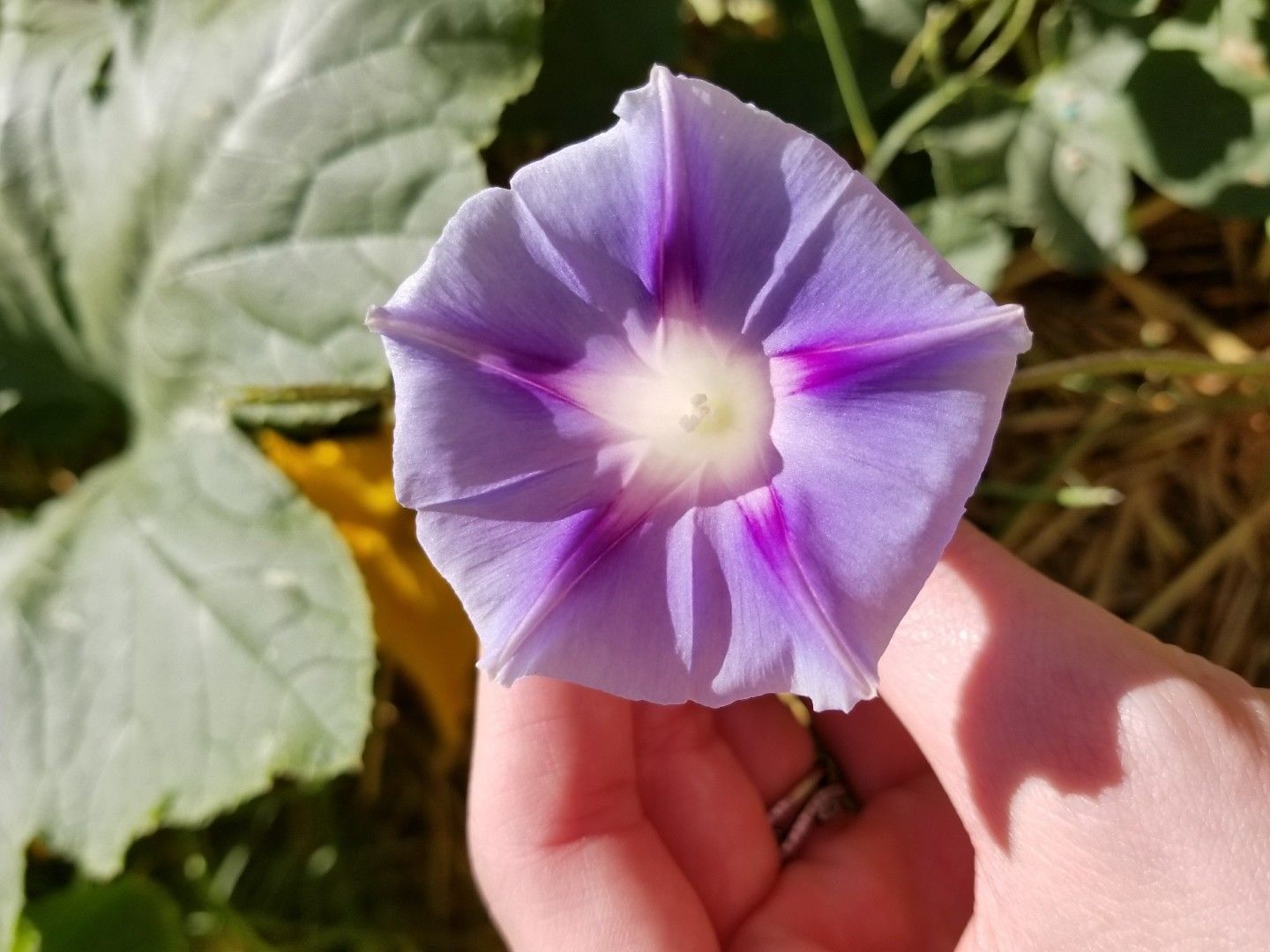 Morning Glory, Tall Mixed Wildflower Seeds, NON-GMO, FREE SHIPPING