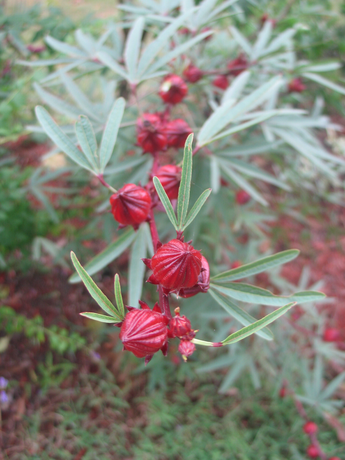 Hibiscus sabdariffa Jamaican Purple Sorrell 10 seeds
