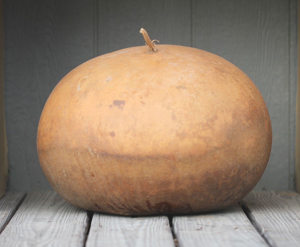 Bushel Basket Gourd, Lagenaria siceraria, Seeds (30-50 lbs)