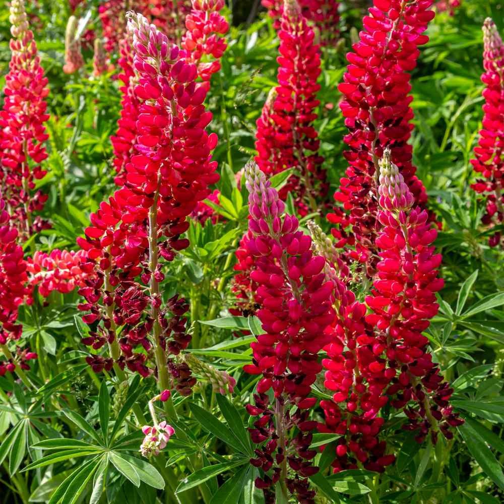 1000 Seeds Red Lupine Seed For Planting Outdoors – Lupinus Polyphyllus My