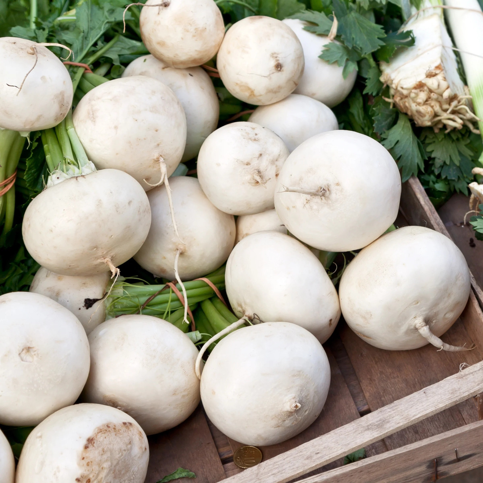 250+ White Albino Beet Seeds – Heirloom – Organic – NON GMO —— FRESH
