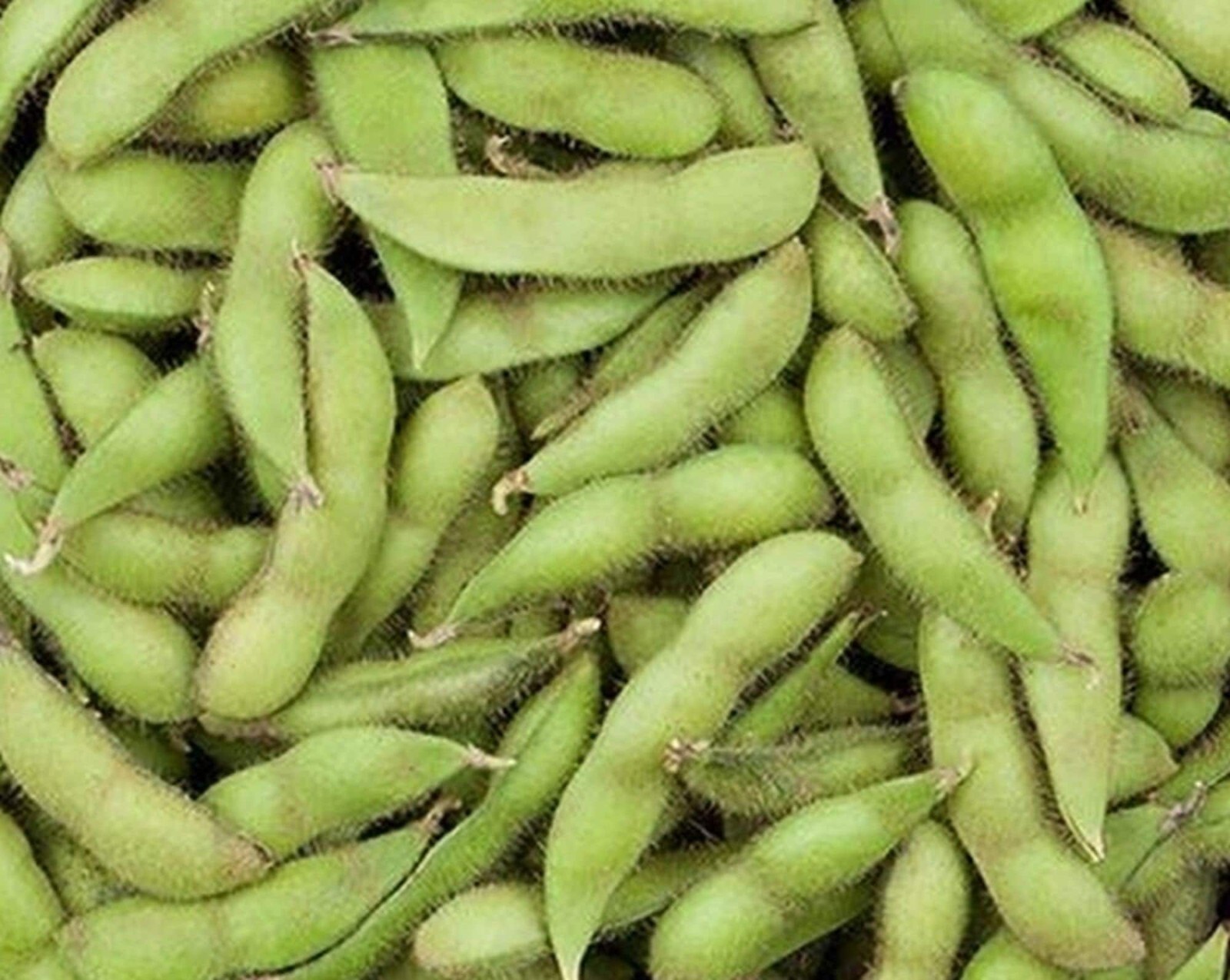 Soybean Seeds, Chiba Soybean Seeds, Seeds for planting in your home garden.