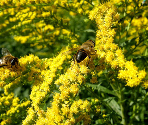 CANADA GOLDENRODE Solidago Canadensis – 50,000 Bulk Seeds