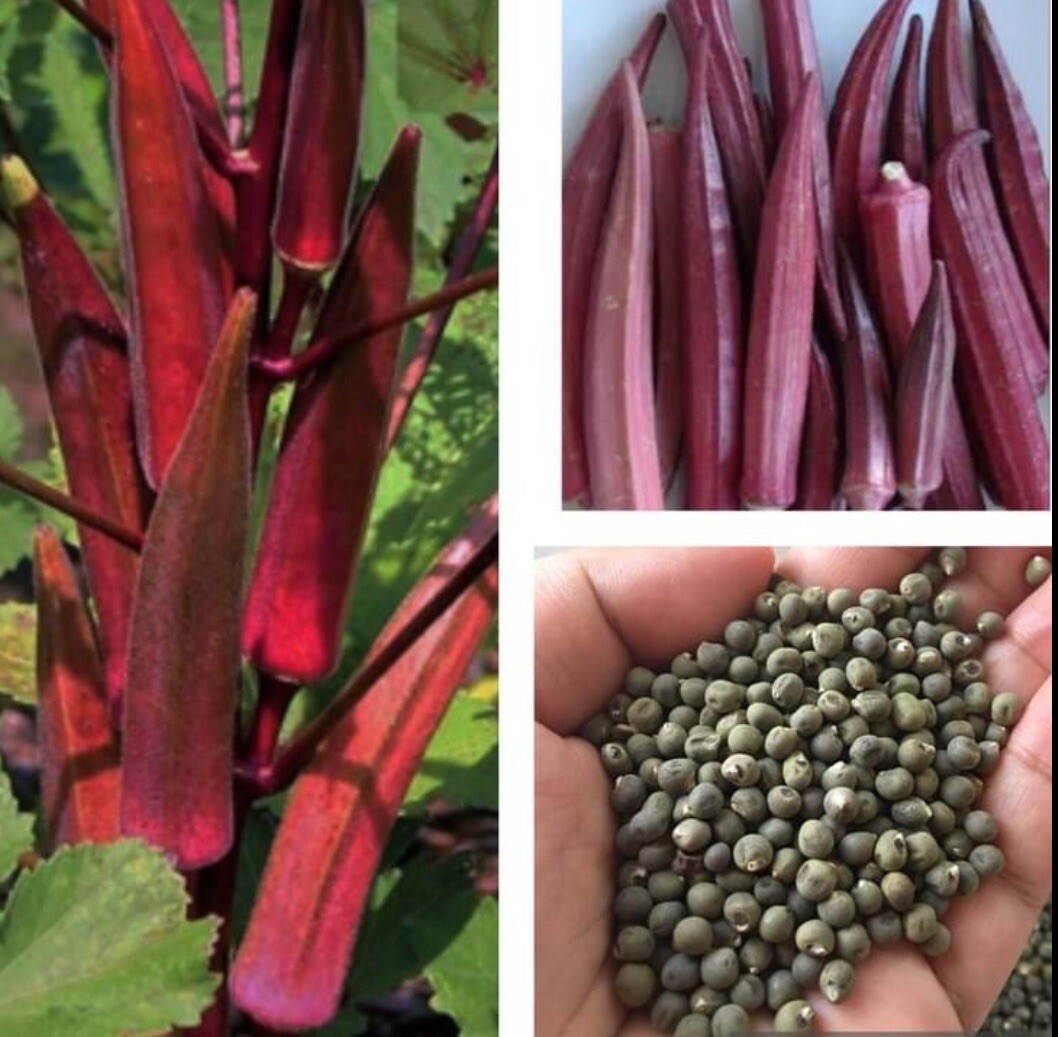 10 packets ASIAN VEGETABLE SEEDS Bundle Non GM0 Heirloom