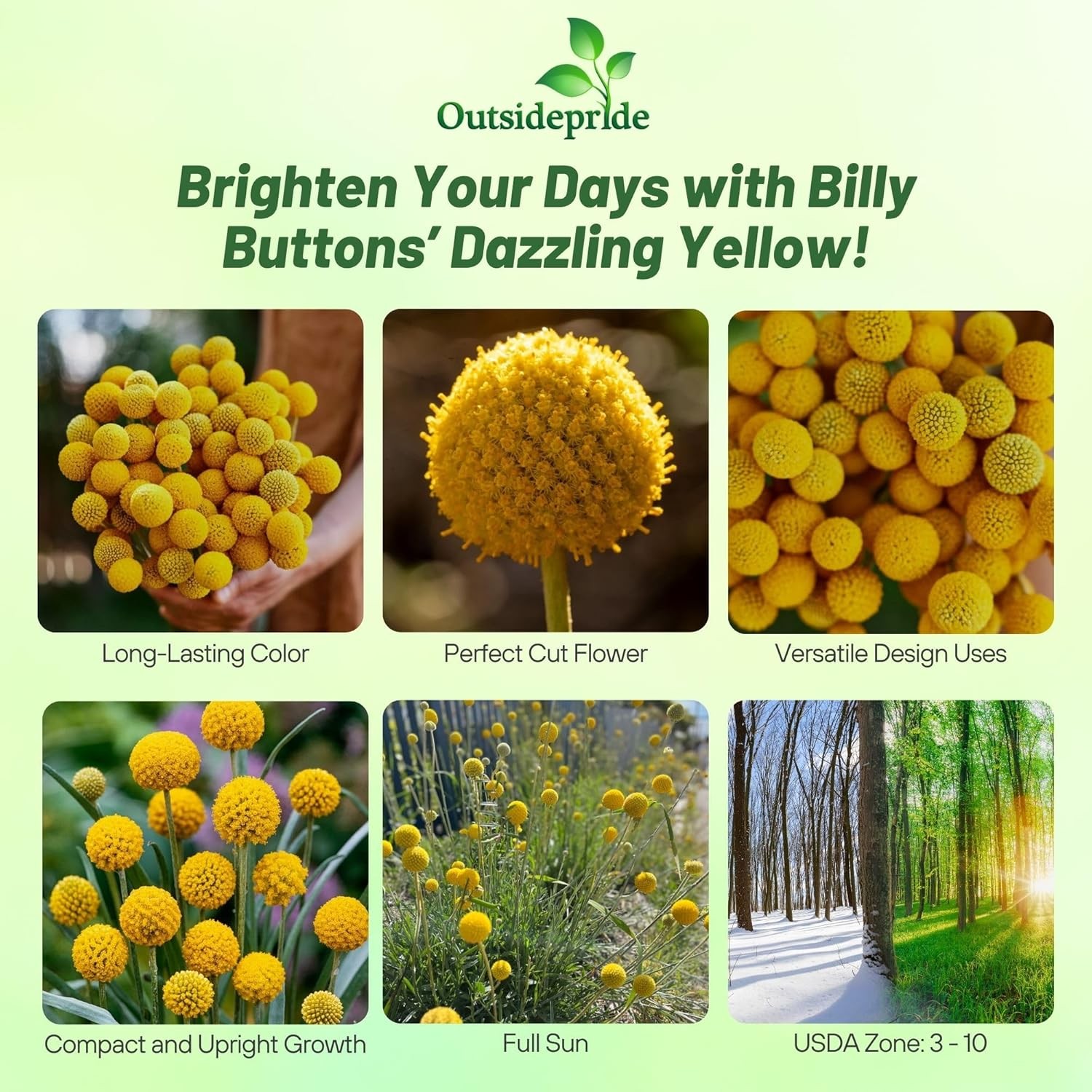 1000 Seeds Yellow Craspedia Globosa Billy Buttons Seeds For Planting Outdoors