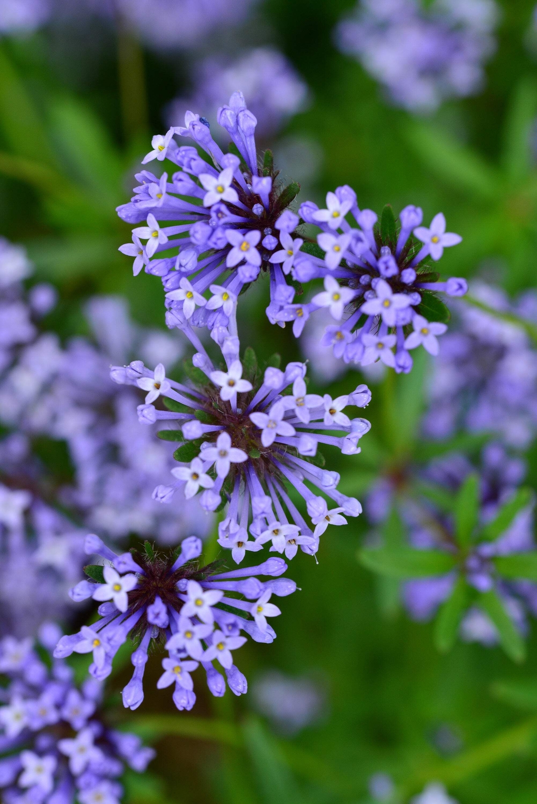 20 BLUE SURPRISE WOODRUFF ASPERULA Orientalis Azura Herb Flower Seeds *Comb S/H