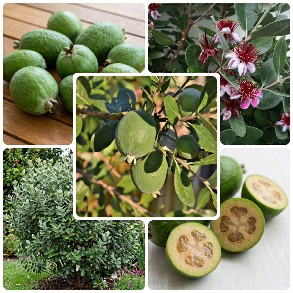 Pineapple Guava Live Plant 4-6 Inches Rooted Feijoa Tree Starter