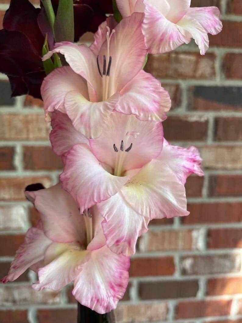 PRISCILLA Large Flowering Gladiolus- Top Size cm B14/16ulbs – US Seller