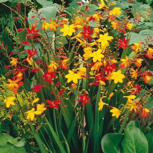 Crocosmia Mixed Color Flower Bulbs for Planting – Easy to Grow, Amazing Color