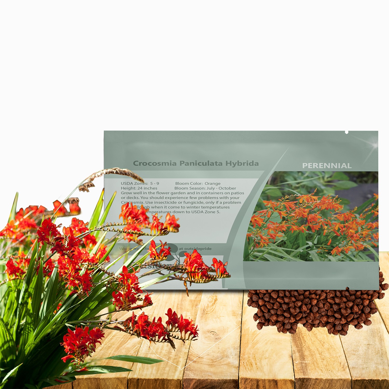 200 Seeds Crocosmia Flower Seeds – Crocosmia Paniculata