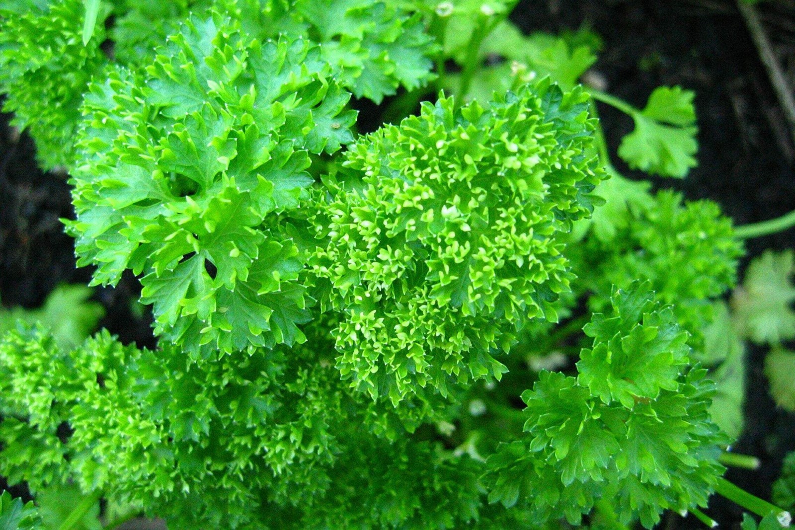 500 FOREST GREEN PARSLEY Petroselinum Crispum Double Triple Curl Vegetable Seeds