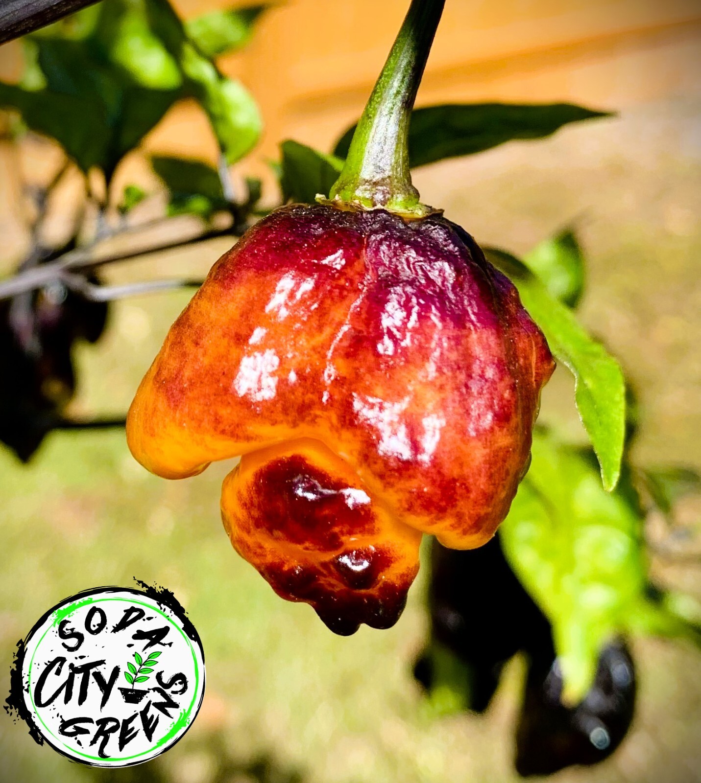 Pockmark Orange Pepper Seeds 10+ FREE SHIPPING!