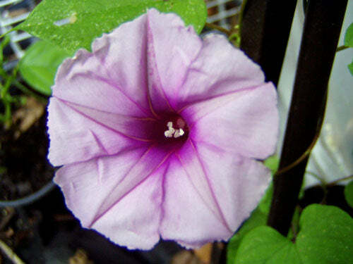 Ipomoea leptophylla | Lavender Moonvine | Bush Moonflower | 5 Seeds