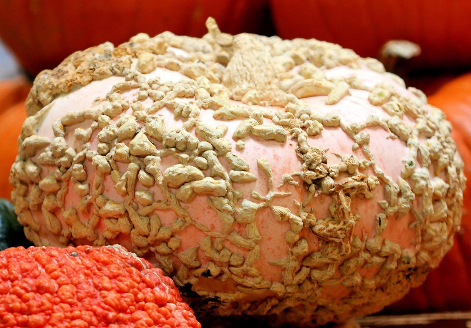 Peanut Pumpkin Seeds for Planting (10 Seeds) – Galeux d’Eysines Pumpkins