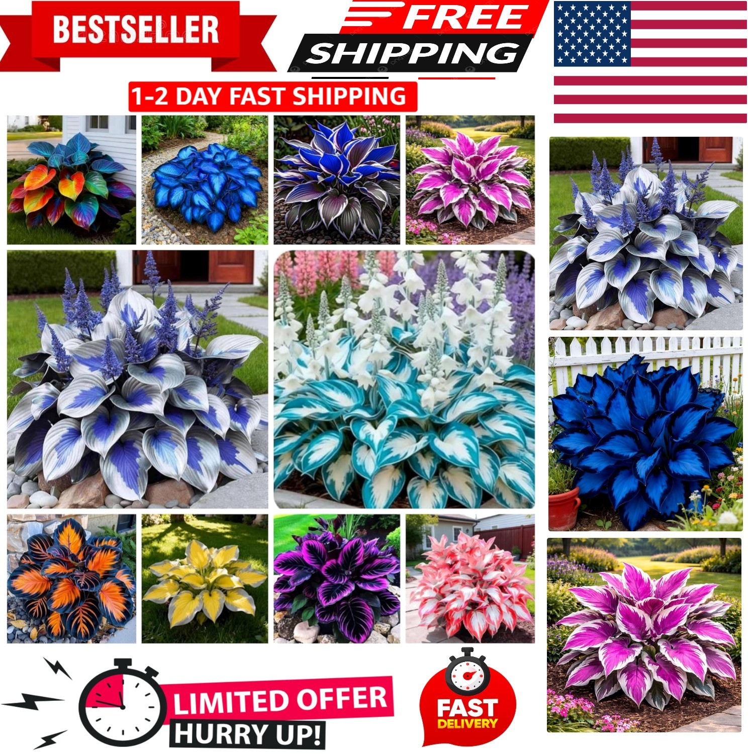 Vibrant Blue Hosta Seeds – 365+ GMO-Free, Low Maintenance Perennials for Gardens