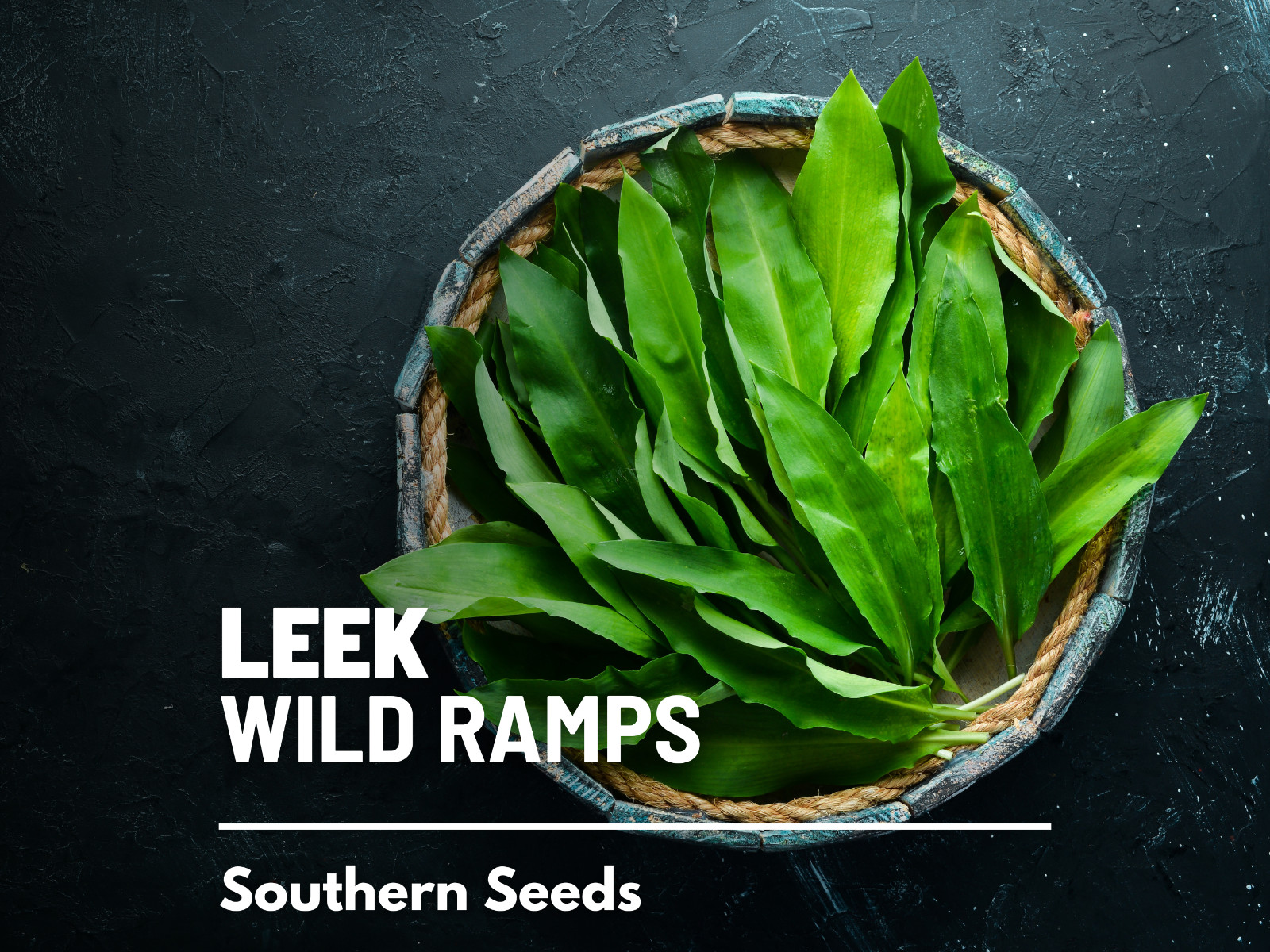 Leek, Wild – Wild Ramps – Heirloom – Non-GMO (Allium tricoccum)