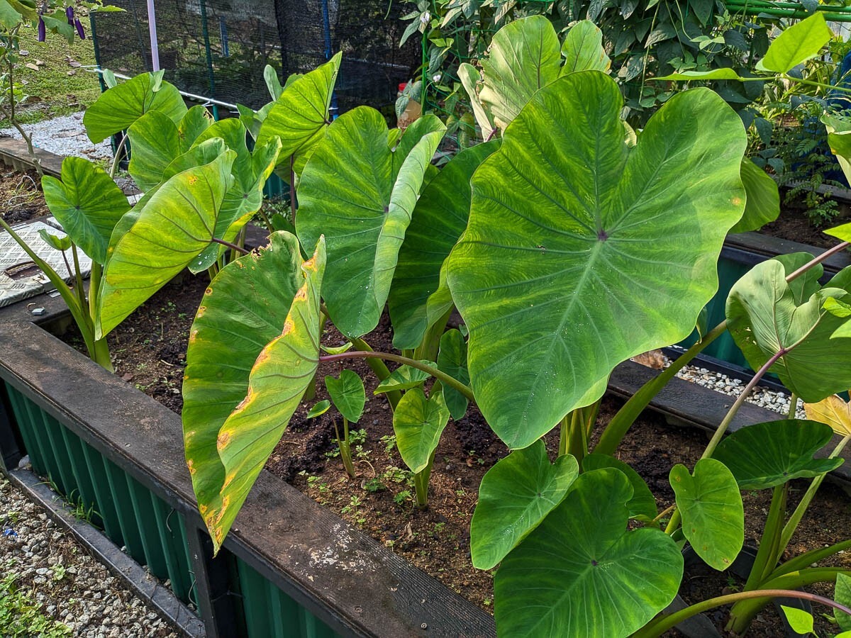 Edible Elephant Ear Taro Colocasia Esculenta Bulbs for Planting or Cooking