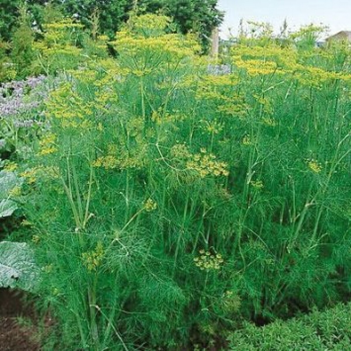 1oz Bouquet Dill Seeds Anethum Graveolens Herb Heirloom (Approx 20,000 Seeds)