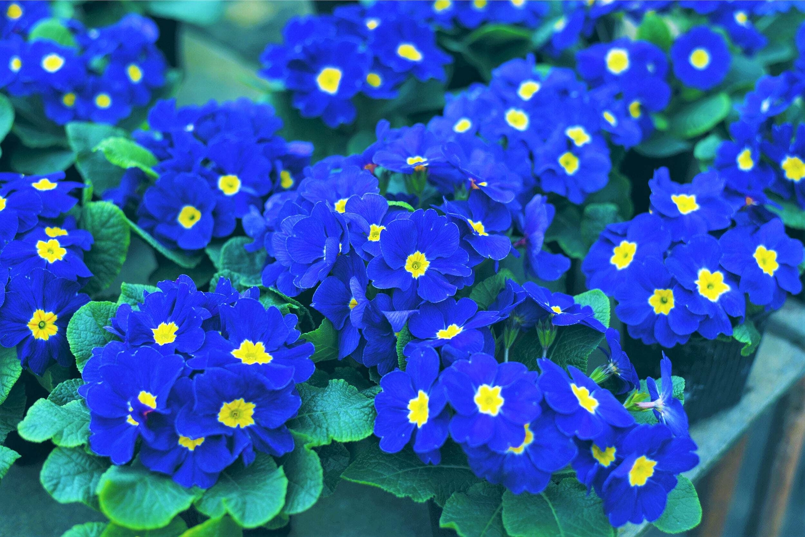 15 Accord BLUE ENGLISH PRIMROSE Primula Vulgaris Shade Houseplant Flower Seeds