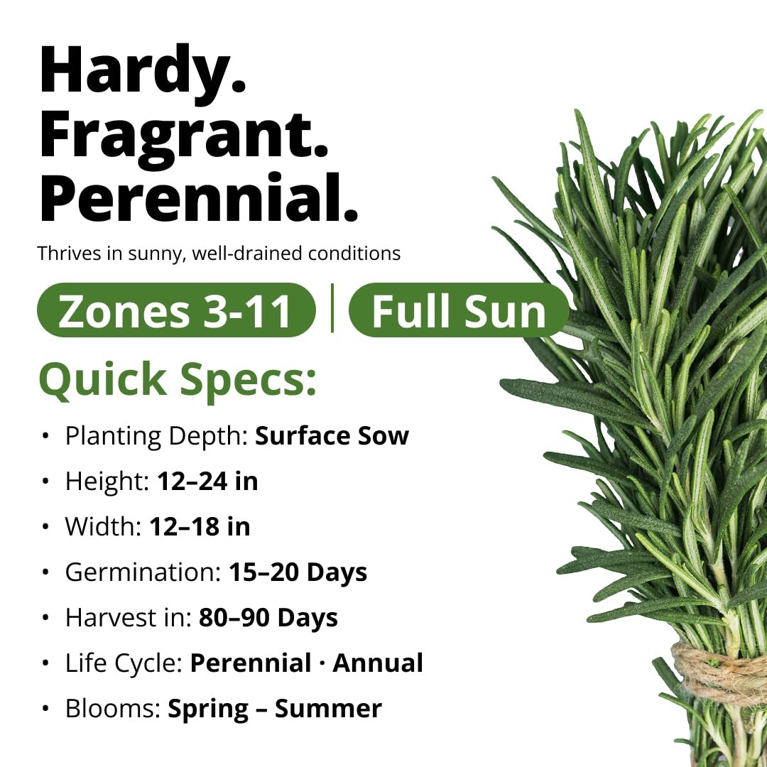 Non GMO Rosemary Seeds Pack 150 High Germinating Heirloom Herb Seeds for Pla…