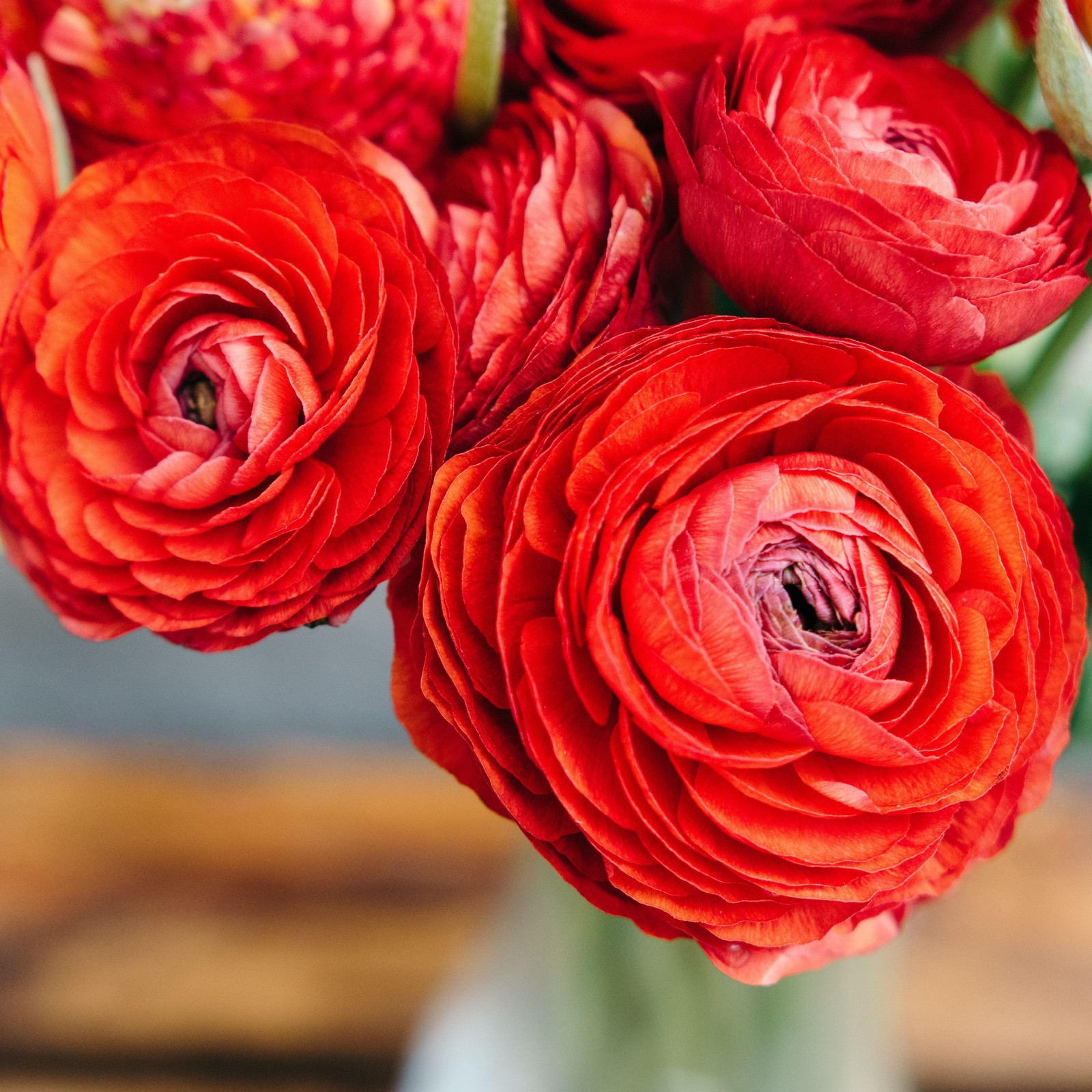 Ranunculus Buttercup Red 10 Flower Bulbs – Spring Red Blooms Temperate Sun