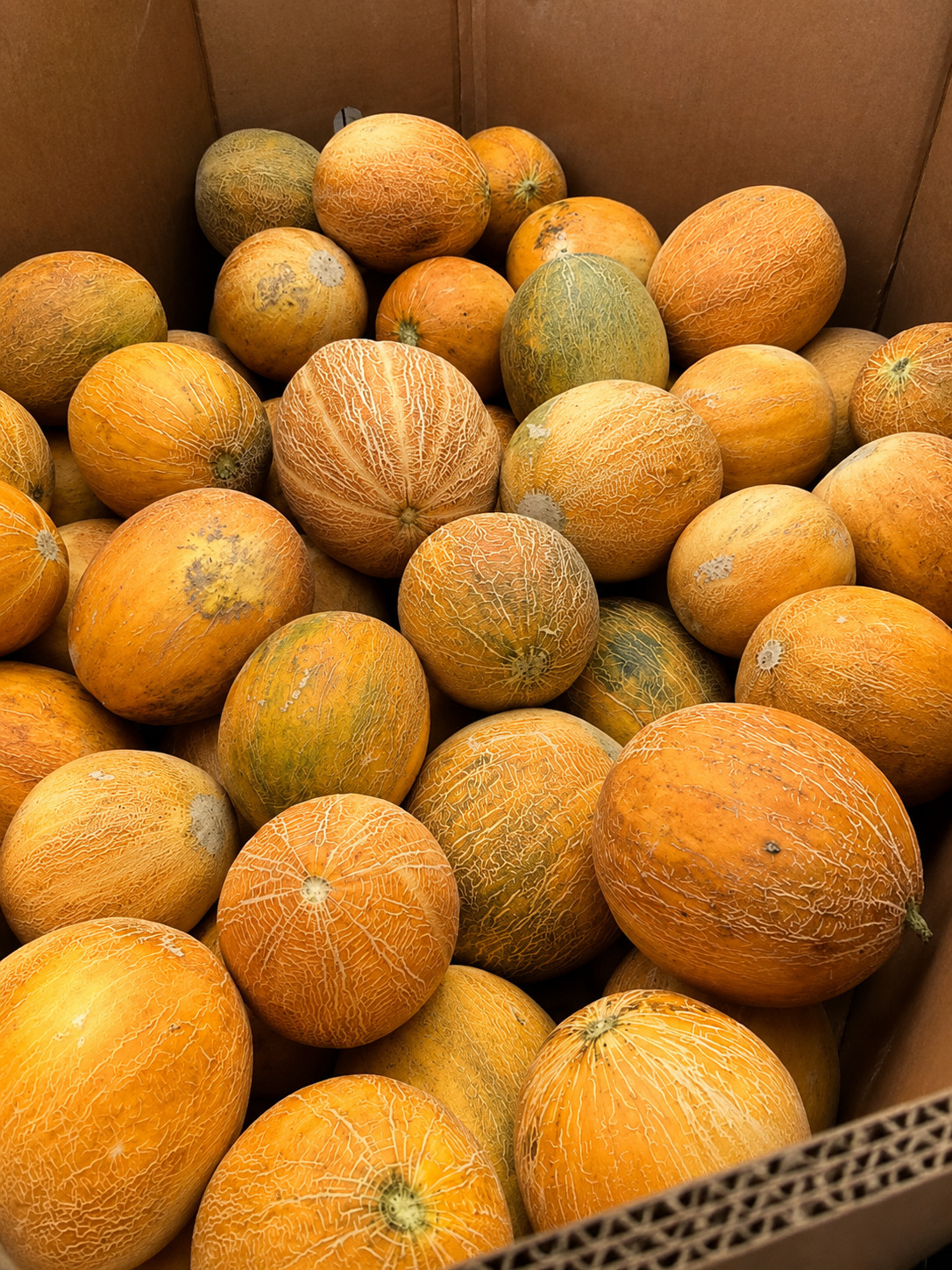 40 Heirloom Israeli Old Original Melon Seeds – Very Rare – Extreme Sugar Levels