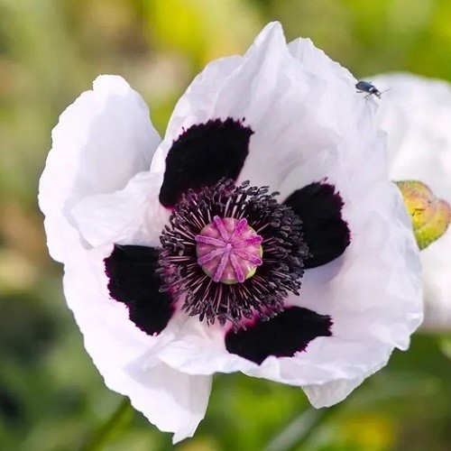 Mixed Colors Oriental Poppy Seeds For Planting Stratified Perennial Fresh Seeds